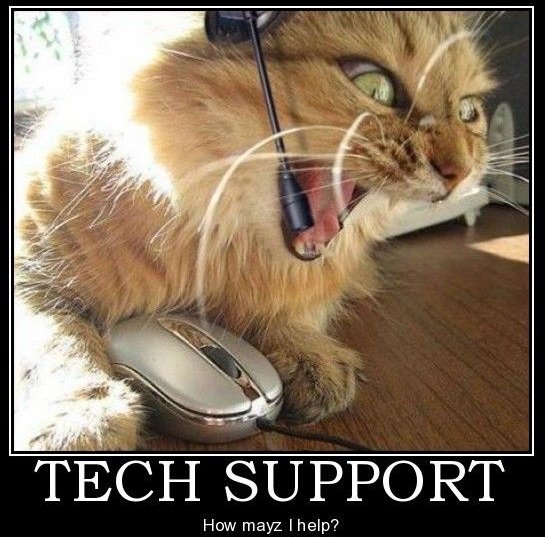 Angry tech support kitty